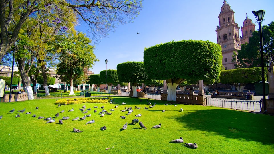Plaza de Armas which includes bird life and a park