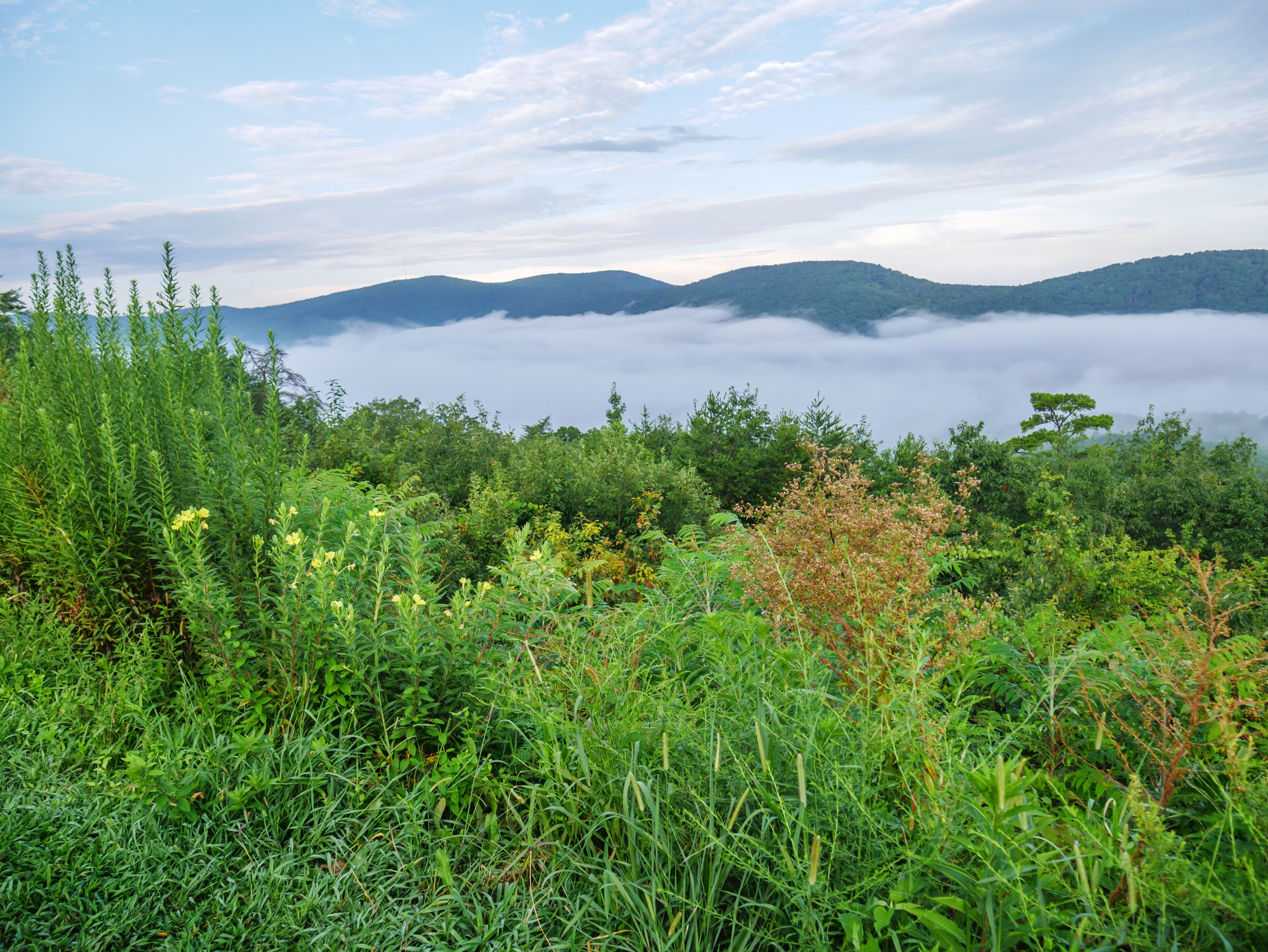 fog in the valley below a scenic overlook along the skyway motorway in the talladega national forest, alabama, usa