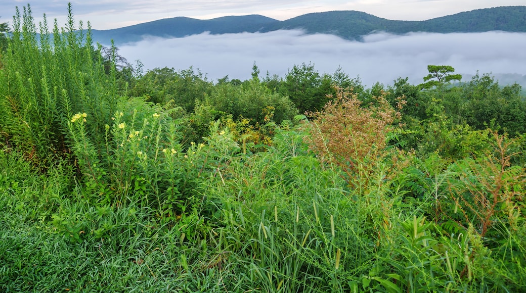 fog in the valley below a scenic overlook along the skyway motorway in the talladega national forest, alabama, usa
