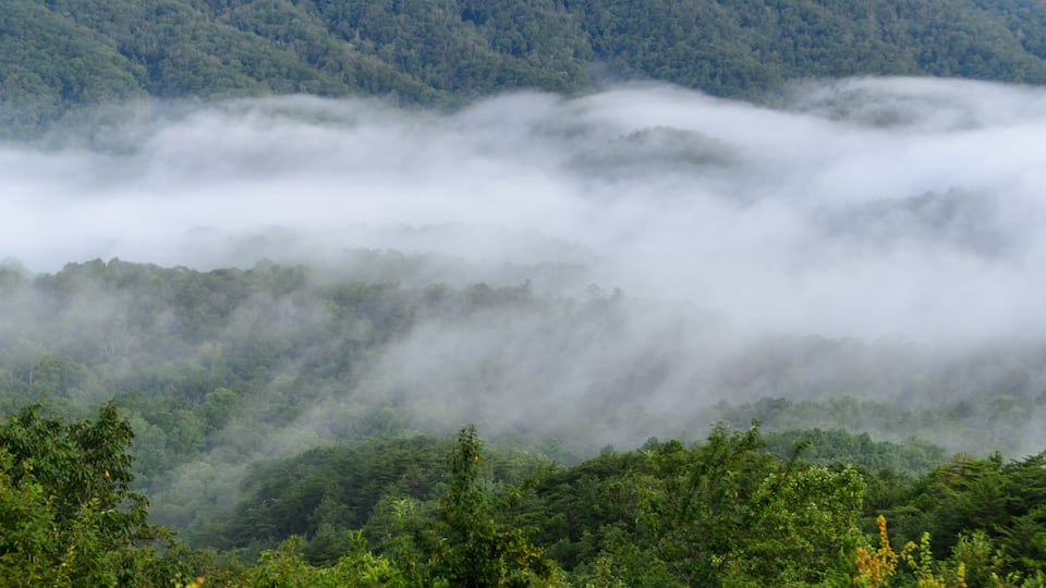 A forested mountain with dense fog covering the lower elevations.