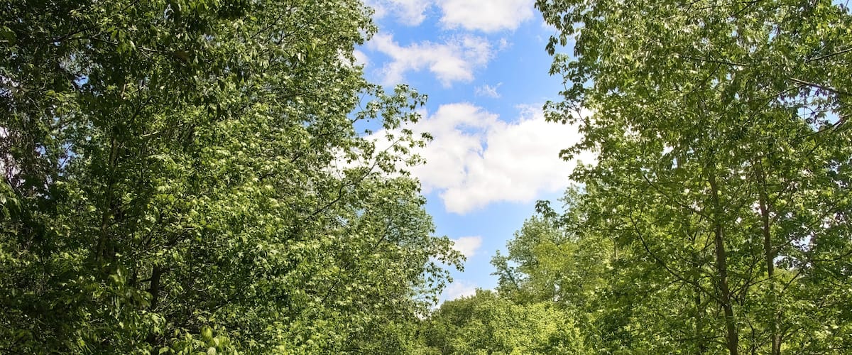 Beautiful springtime view of a small bridge crossing a stream in a lush green forest along the Tunnel Hill State Trail, near Vienna, Illinois.
