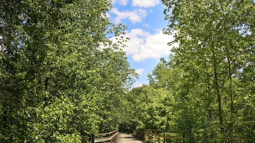 Beautiful springtime view of a small bridge crossing a stream in a lush green forest along the Tunnel Hill State Trail, near Vienna, Illinois.