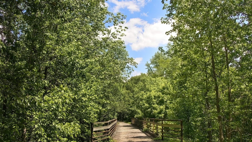 A wooden bridge surrounded by dense green foliage under a clear sky.