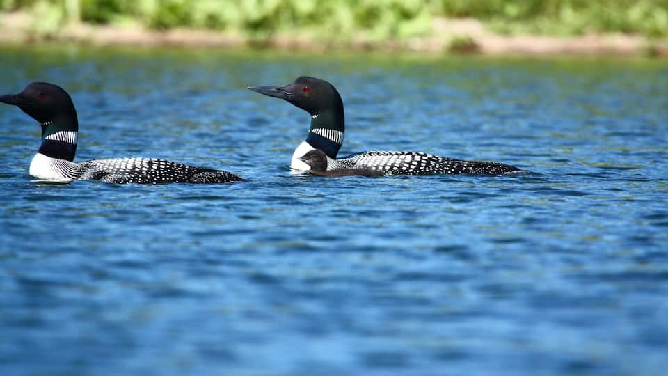 Two ducks swimming in a body of water with a green shoreline in the background.