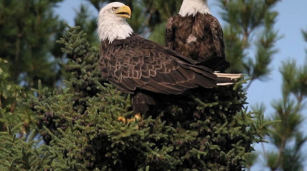 Pair of bald eagles
