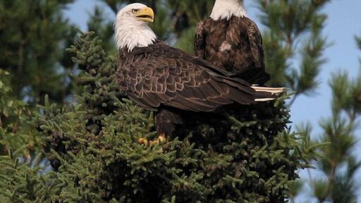 Pair of bald eagles