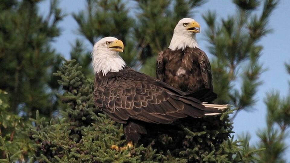 Two bald eagles perched on a tree branch.