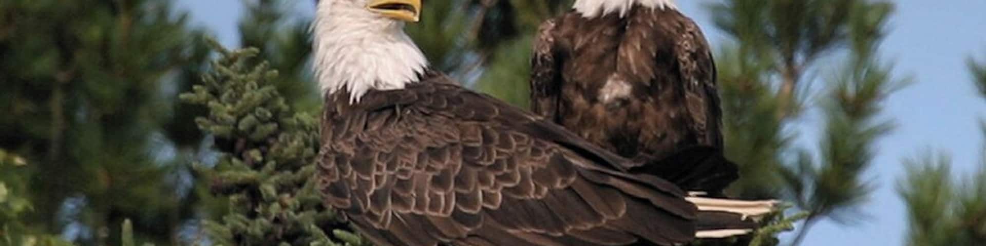 Pair of bald eagles