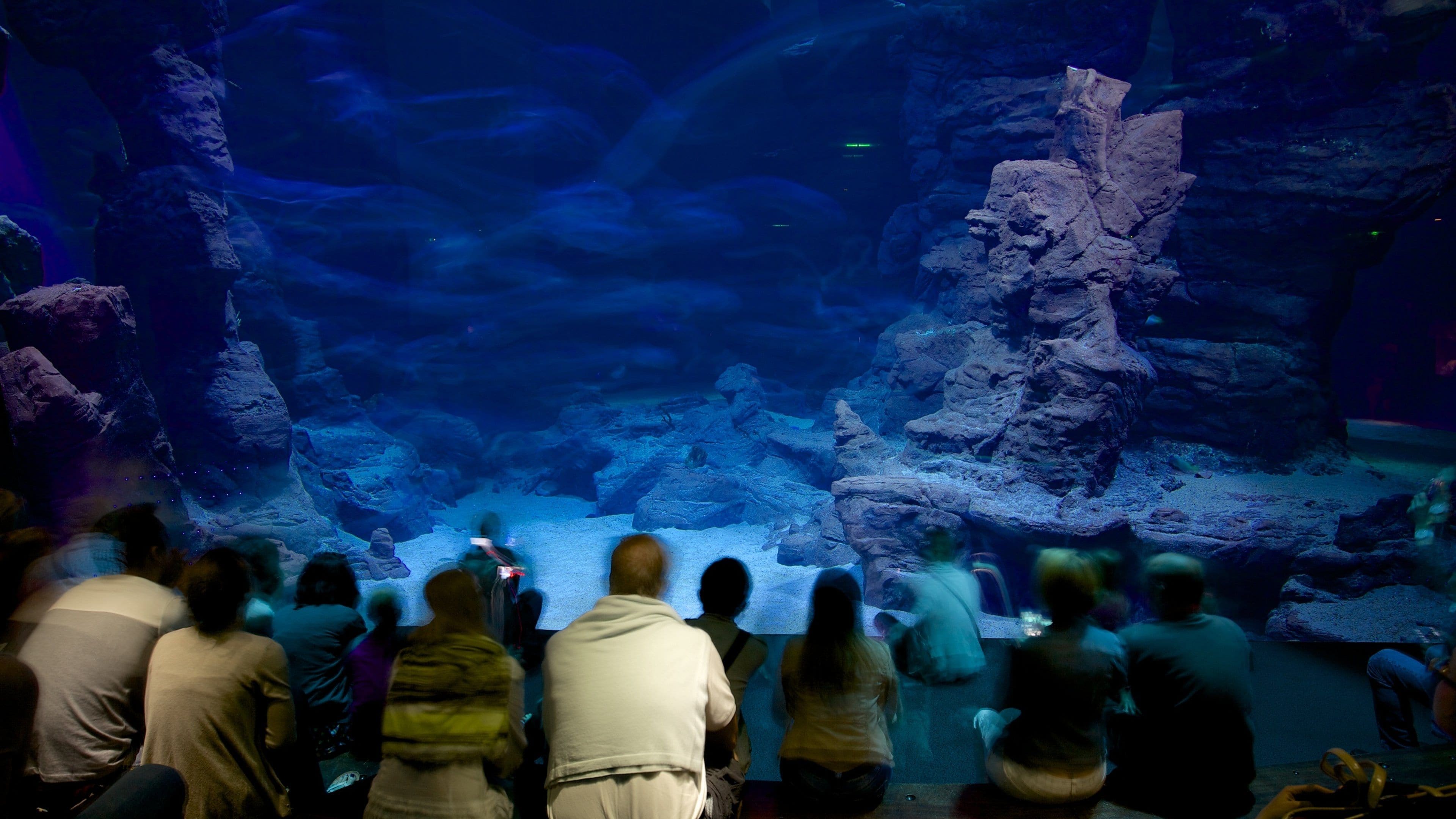 Un acuario con grandes formaciones rocosas y una multitud de personas observando.