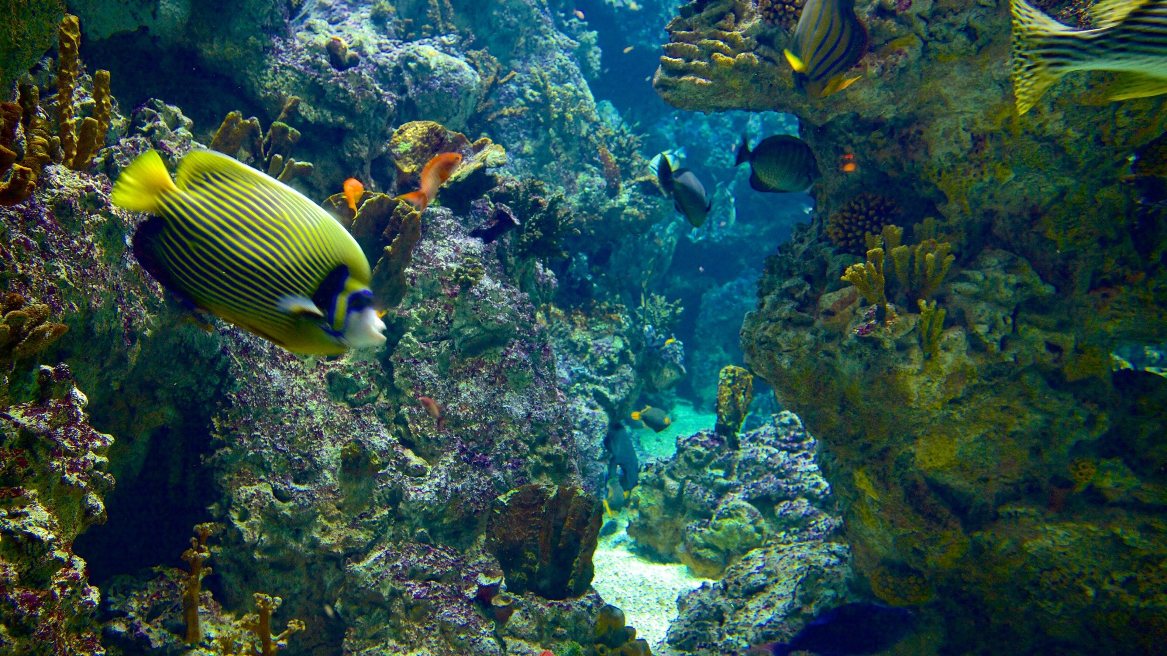 Escena submarina vibrante con vida marina diversa, incluyendo un pez prominente con rayas amarillas y negras, rodeado de formaciones de coral y otros peces de colores.