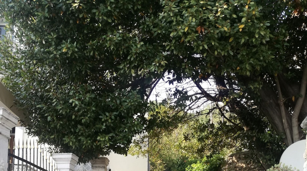 "Toscana" et the very heart of Pelion.