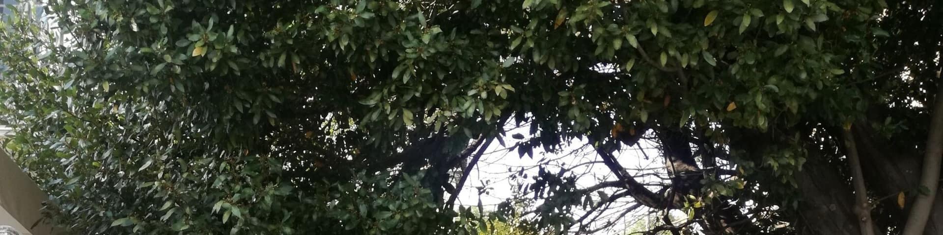 "Toscana" et the very heart of Pelion.