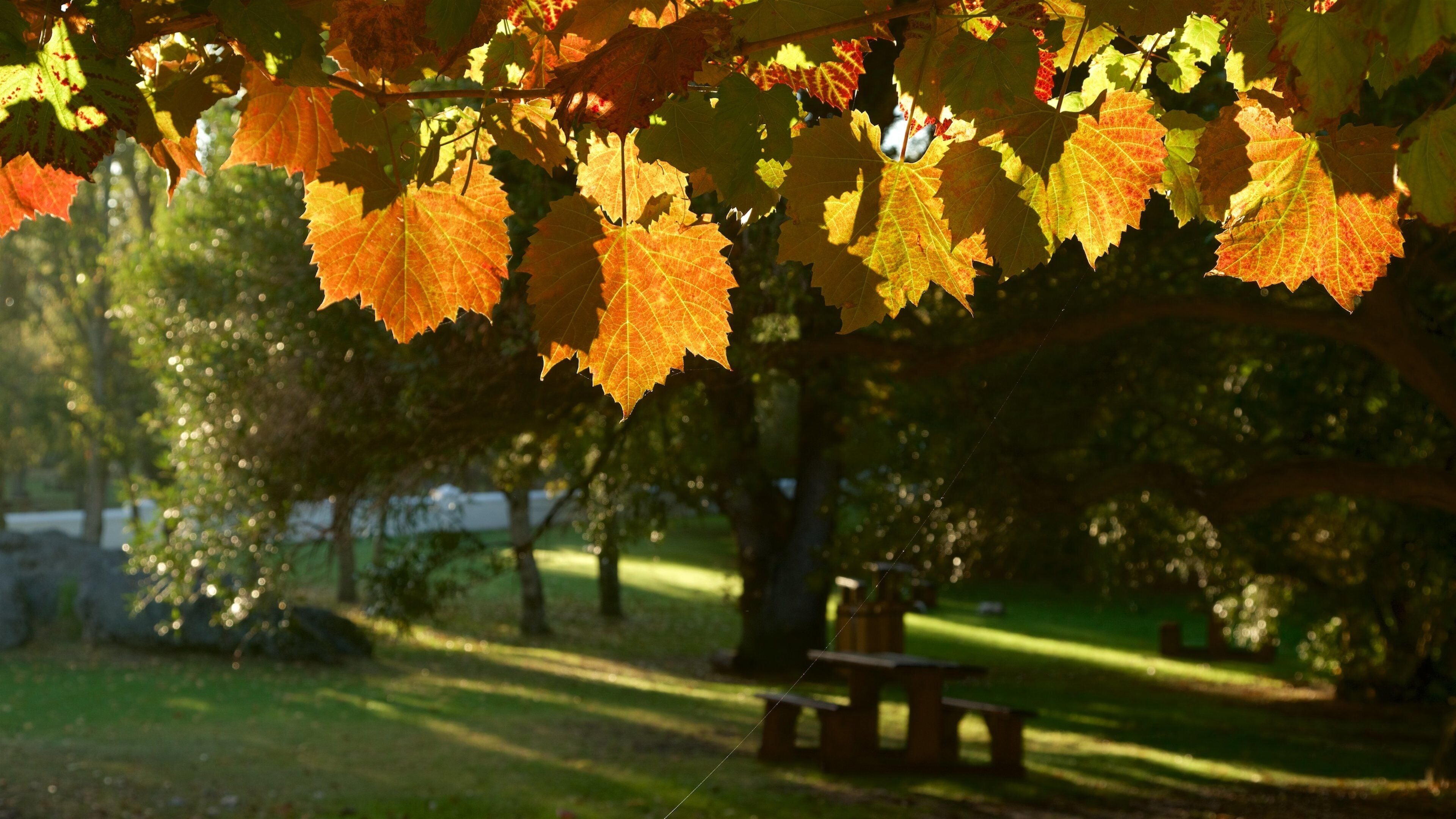 Spier vingård som inkluderer høstløv