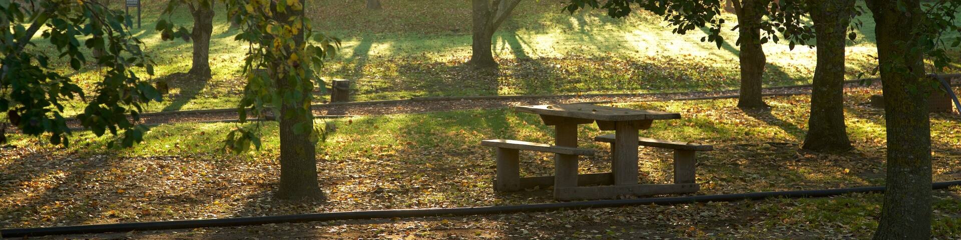 Spier Wine Estate showing forests