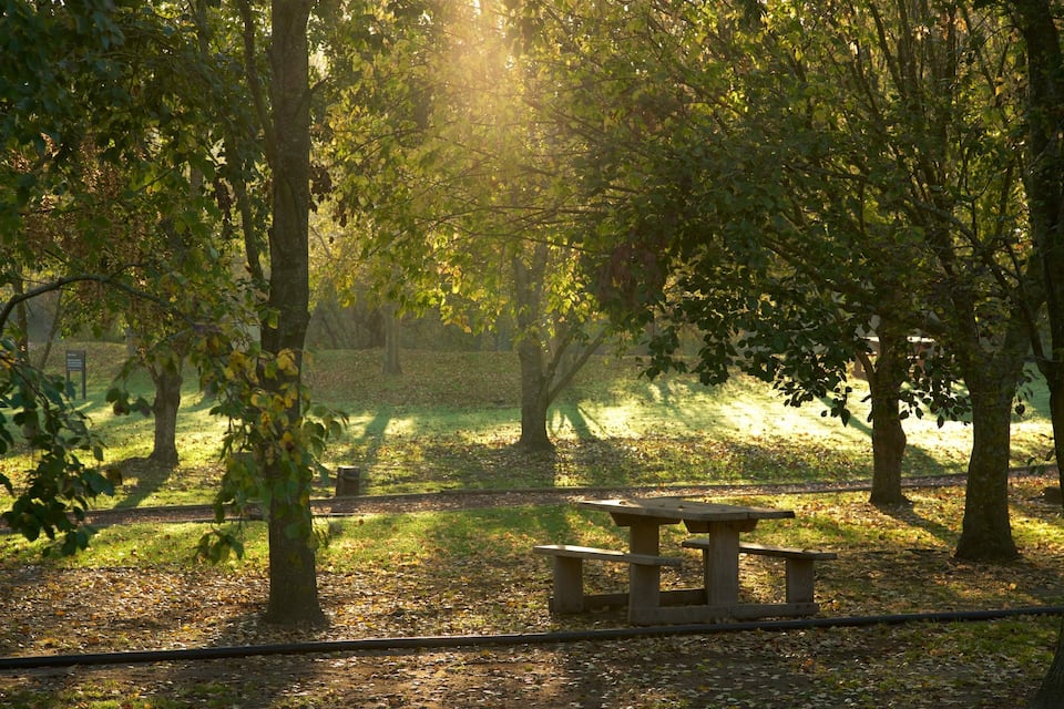 Un parque con una mesa de picnic rodeada de árboles y luz del sol filtrándose entre las ramas.
