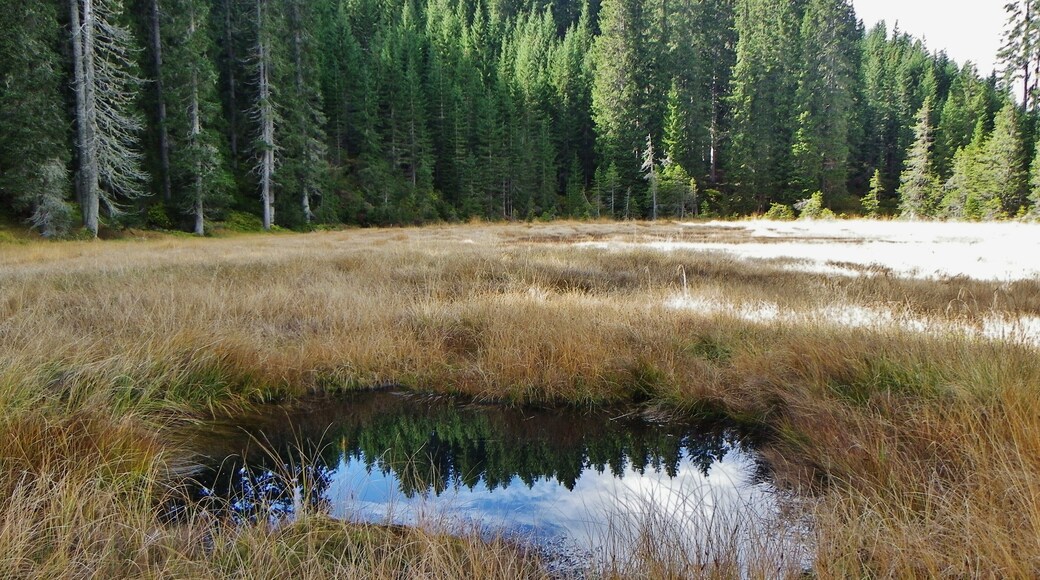 Palù di Canzenagol (TN) - "occhio" della torbiera