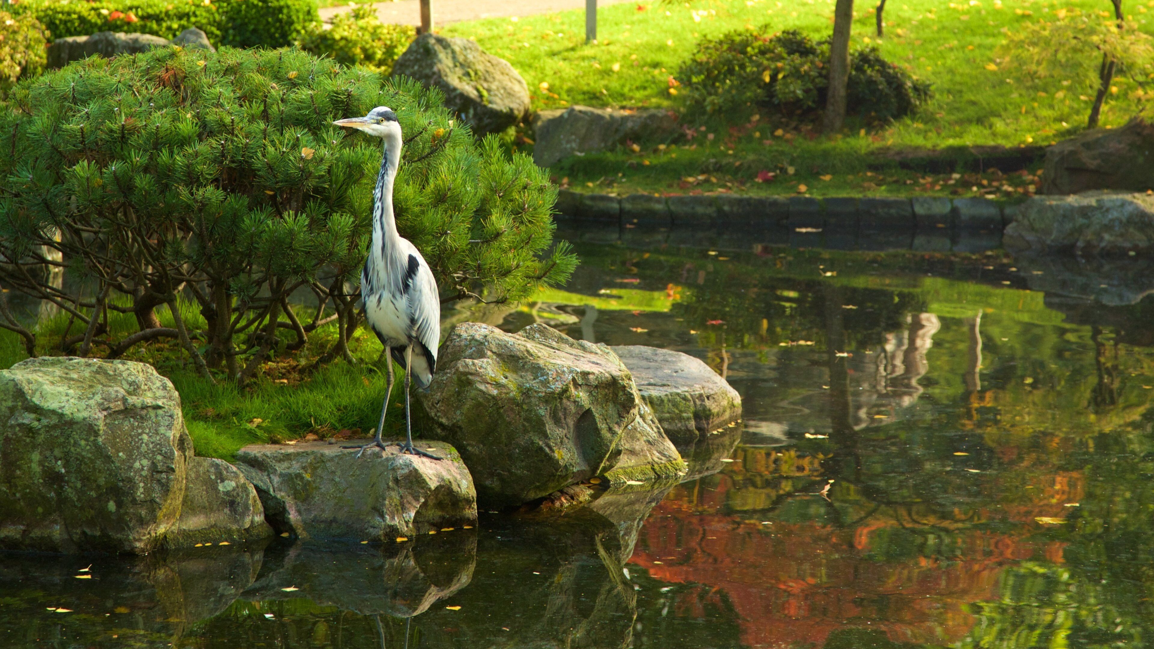 Holland Park som inkluderar en damm, fåglar och en trädgård