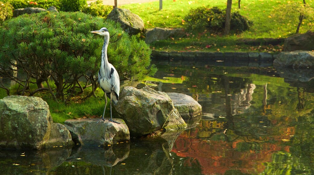 Holland Park som inkluderar en damm, fåglar och en trädgård