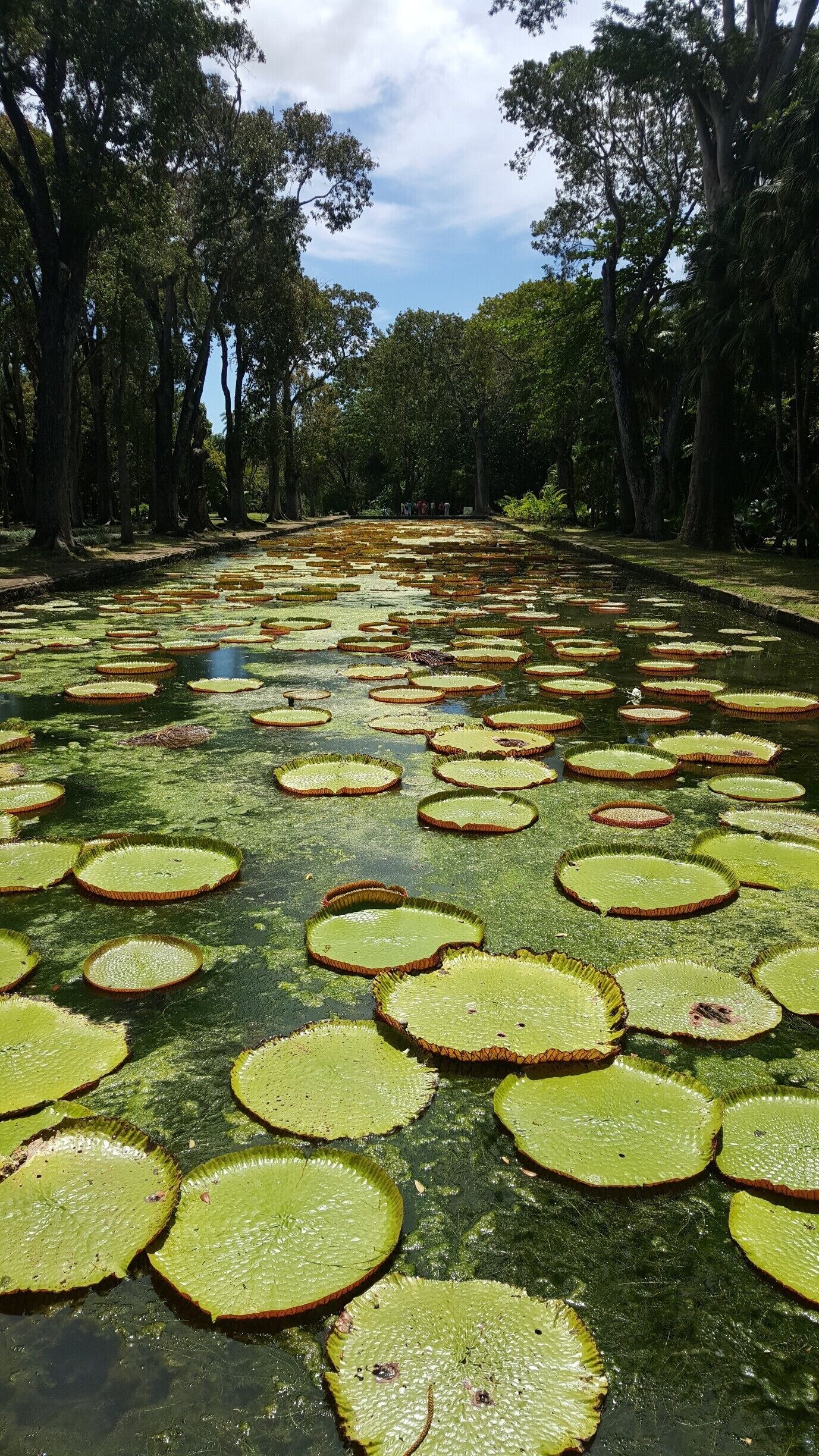 #GREEN 

Beautiful Water Lilies in "Jardin des Pamplemousses" in Mauritius

I took this picture back in 2015