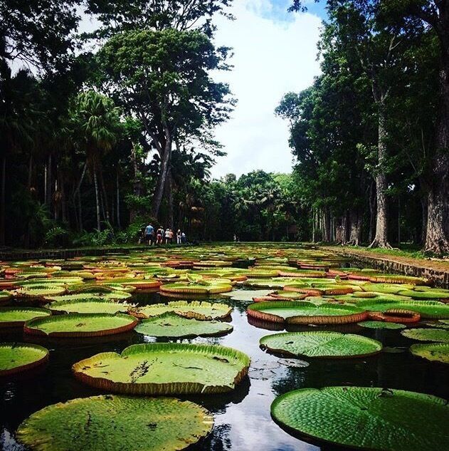 A #green part of South America in Mauritius #LifeAtExpedia #Mauritius #naturelovers