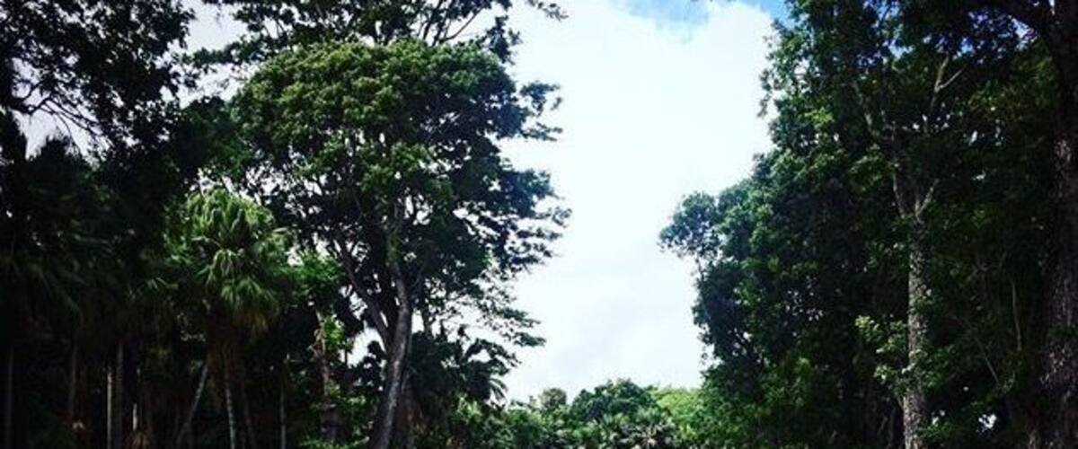 A #green part of South America in Mauritius #LifeAtExpedia #Mauritius #naturelovers
