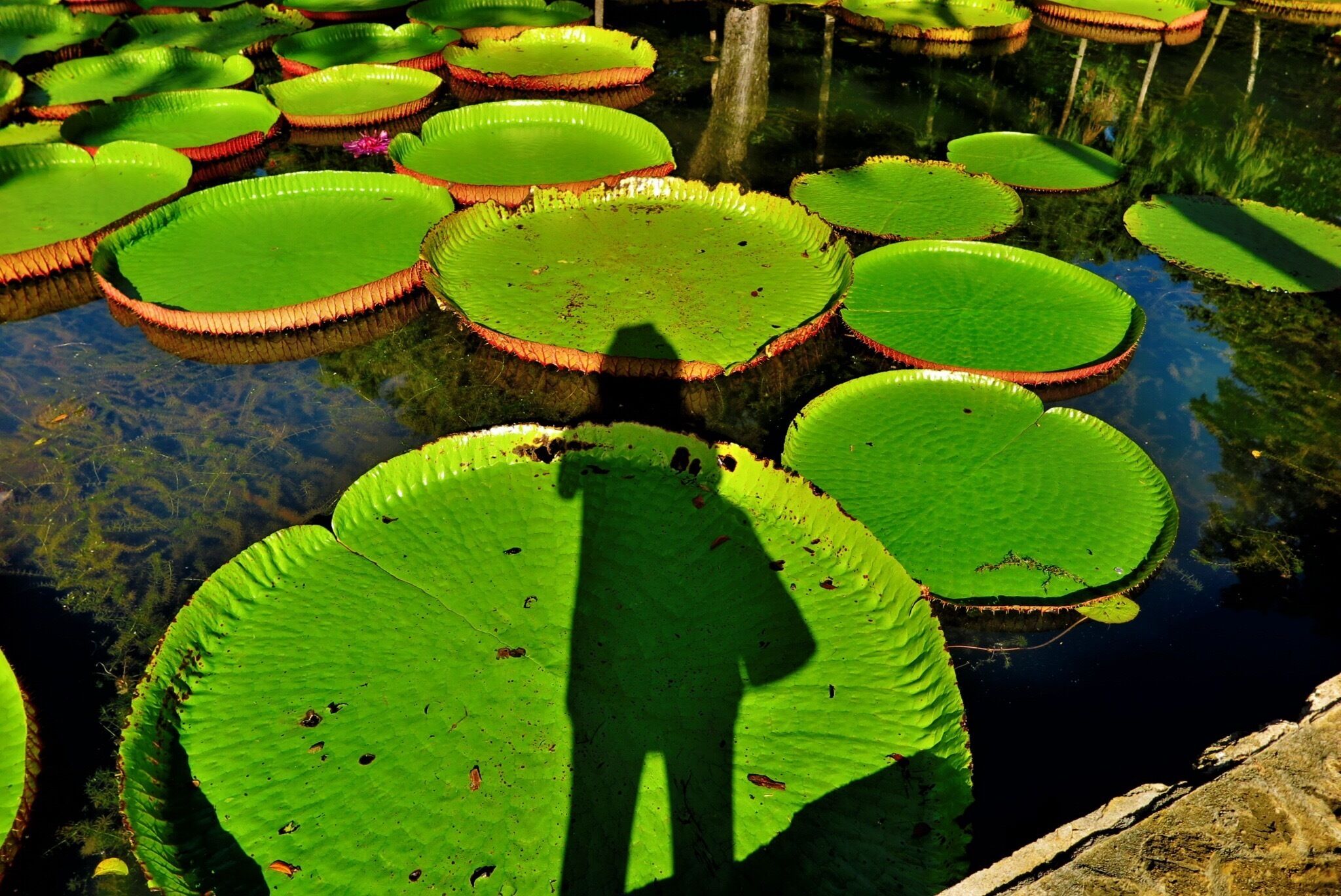 They start as hearts and can grow to up to 3 meters in diameter 