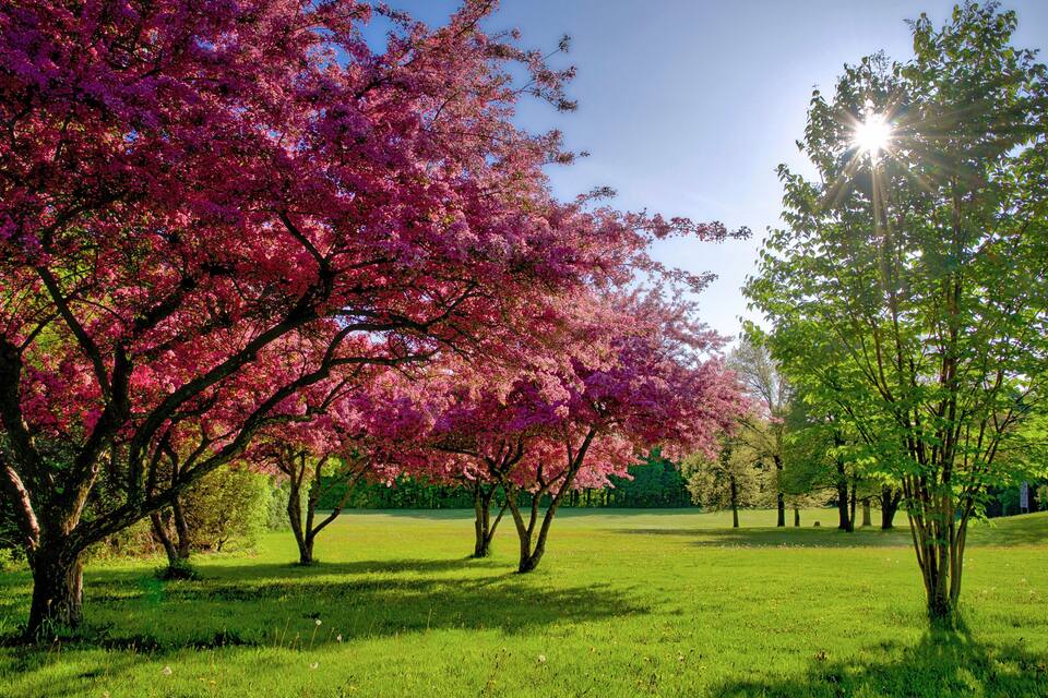 A park with cherry blossom trees in full bloom.