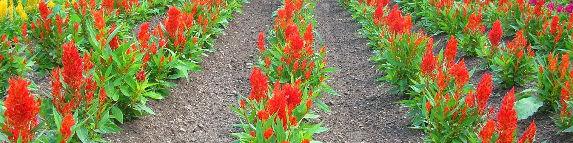 夏の縞模様(Floral design)