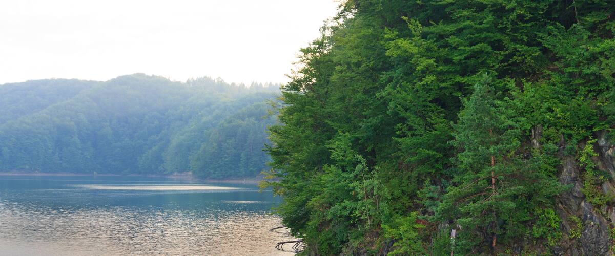 A rocky shoreline with dense green forest and calm water.