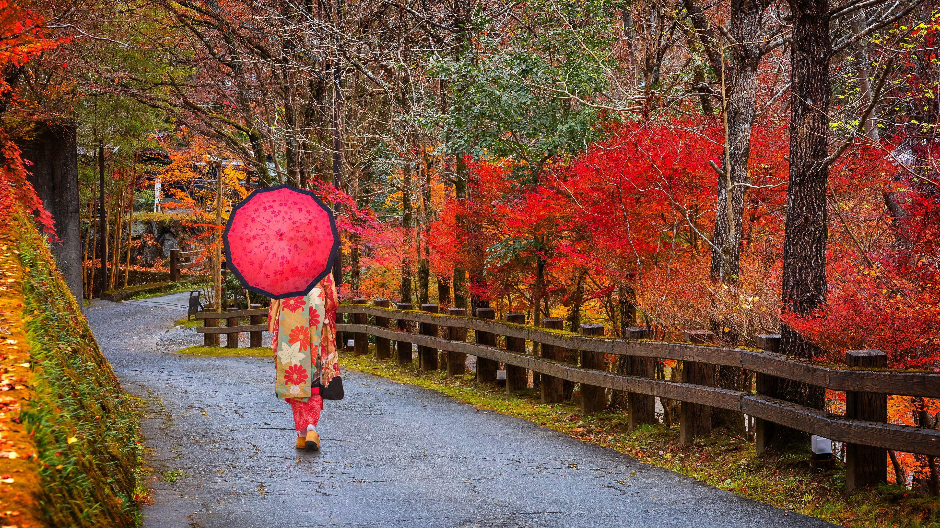 Kumamoto, Japan - Nov 22 2022: A Japanese Geisha in traditional Kimono dress with an umbrella walks a local road with autumn leaves in Kurokawa Onsen, one of Japan's most attractive hot spring towns.