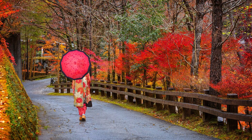 Kumamoto, Japan - Nov 22 2022: A Japanese Geisha in traditional Kimono dress with an umbrella walks a local road with autumn leaves in Kurokawa Onsen, one of Japan's most attractive hot spring towns.