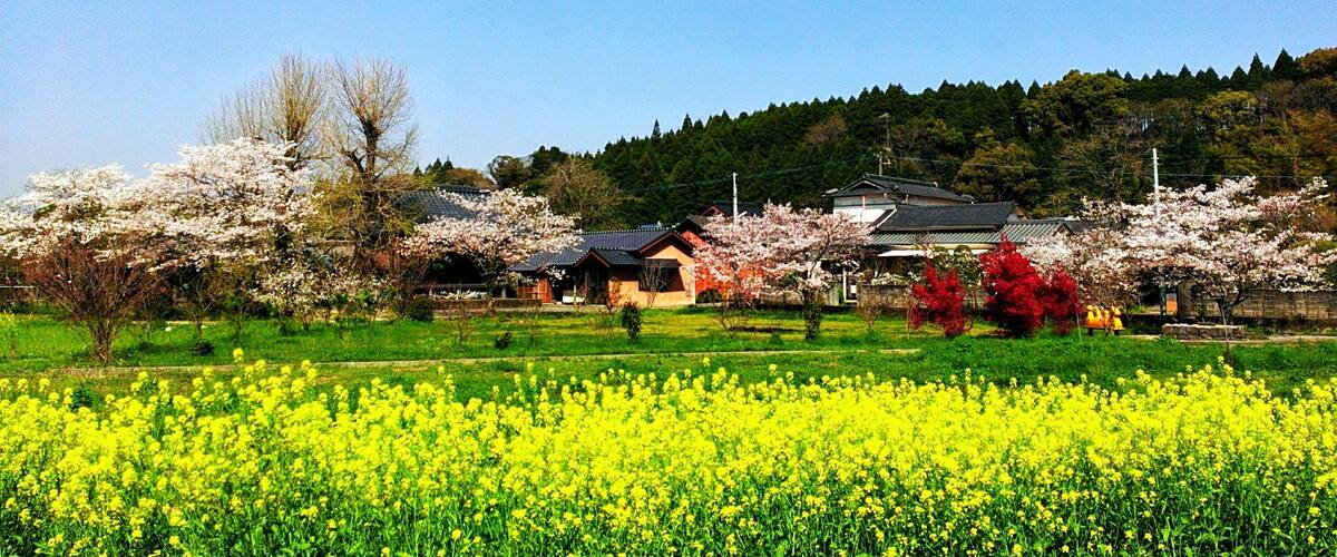 A rural landscape with a field of yellow flowers, cherry blossom trees, and traditional houses.