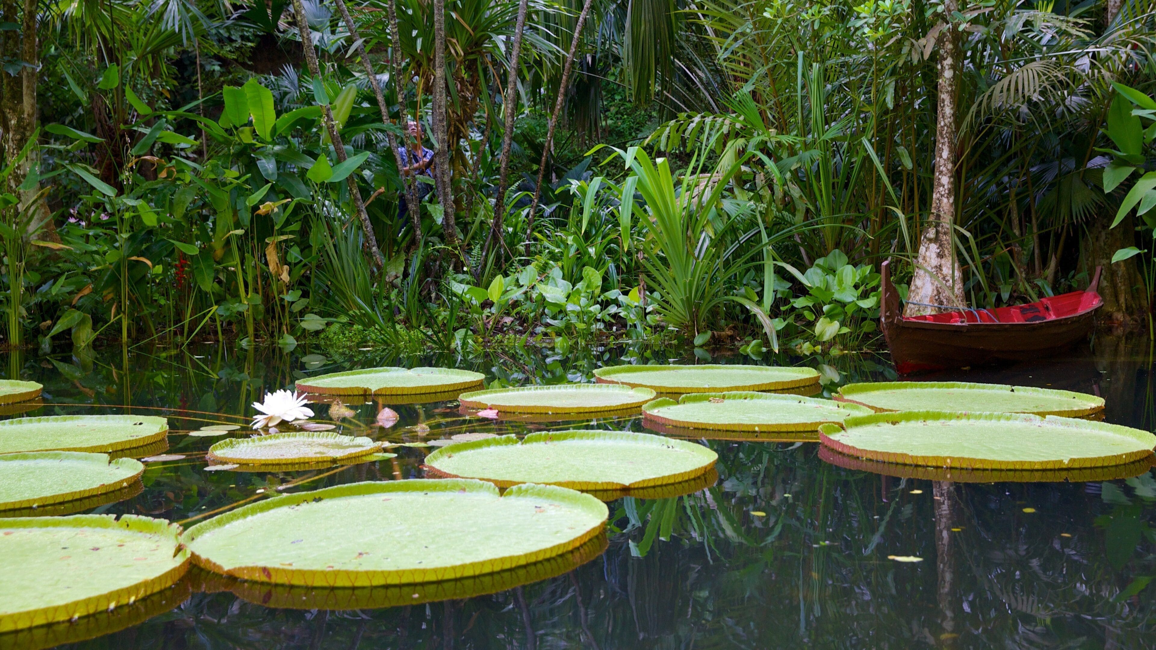 Tropical Spice Garden showing a park and a pond