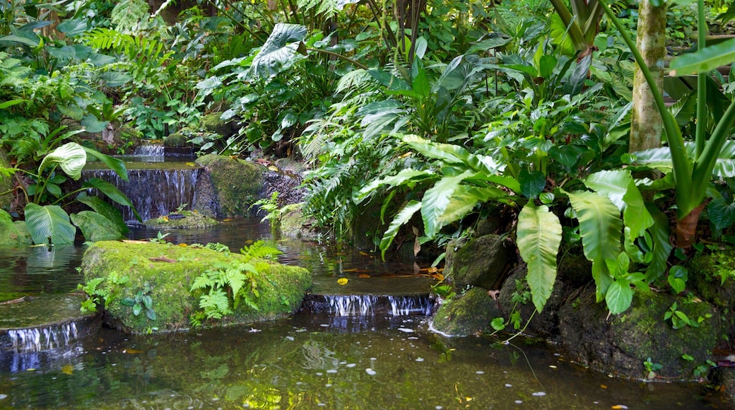 Tropisk krydderhage som inkluderer dam og hage