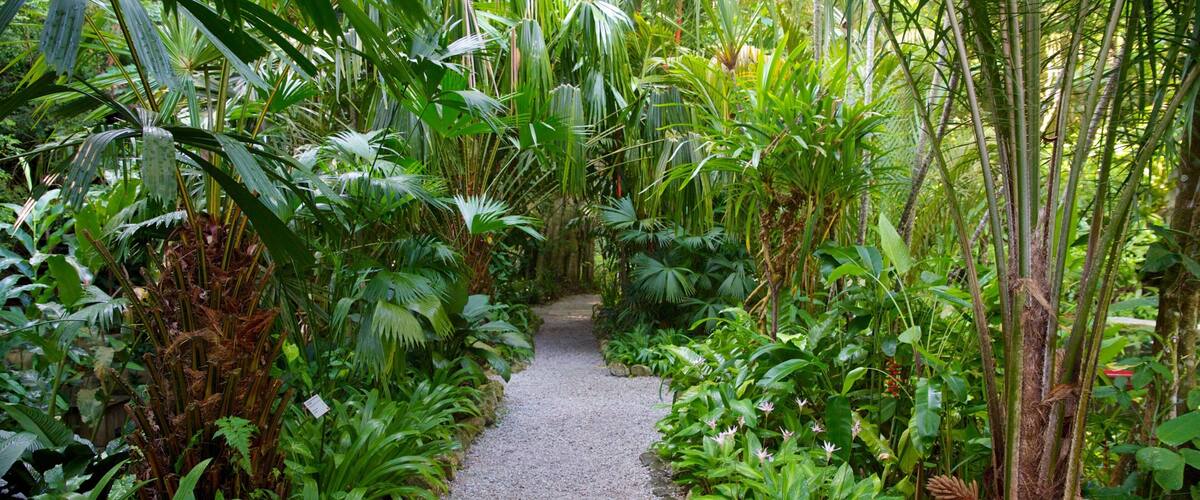 Tropical Spice Garden featuring a garden