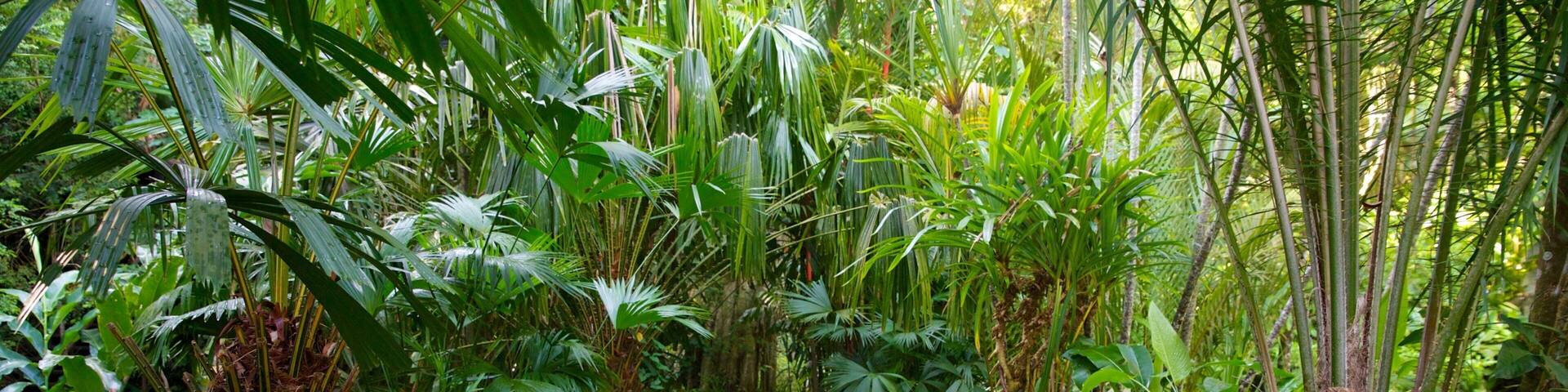 A gravel path surrounded by lush tropical vegetation.
