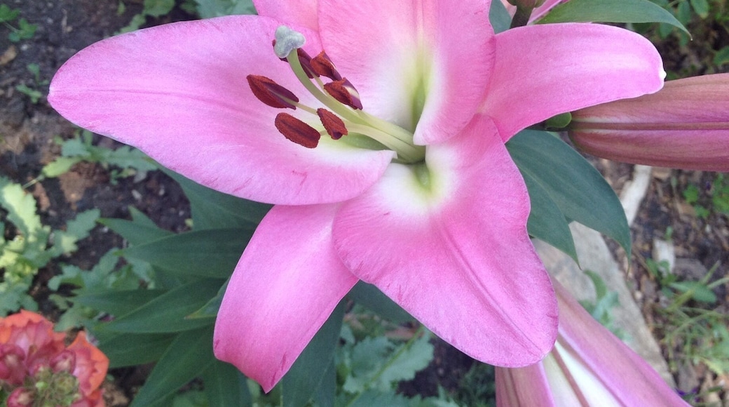 Lilies in the yard