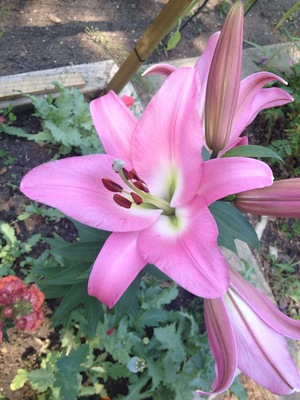 Lilies in the yard