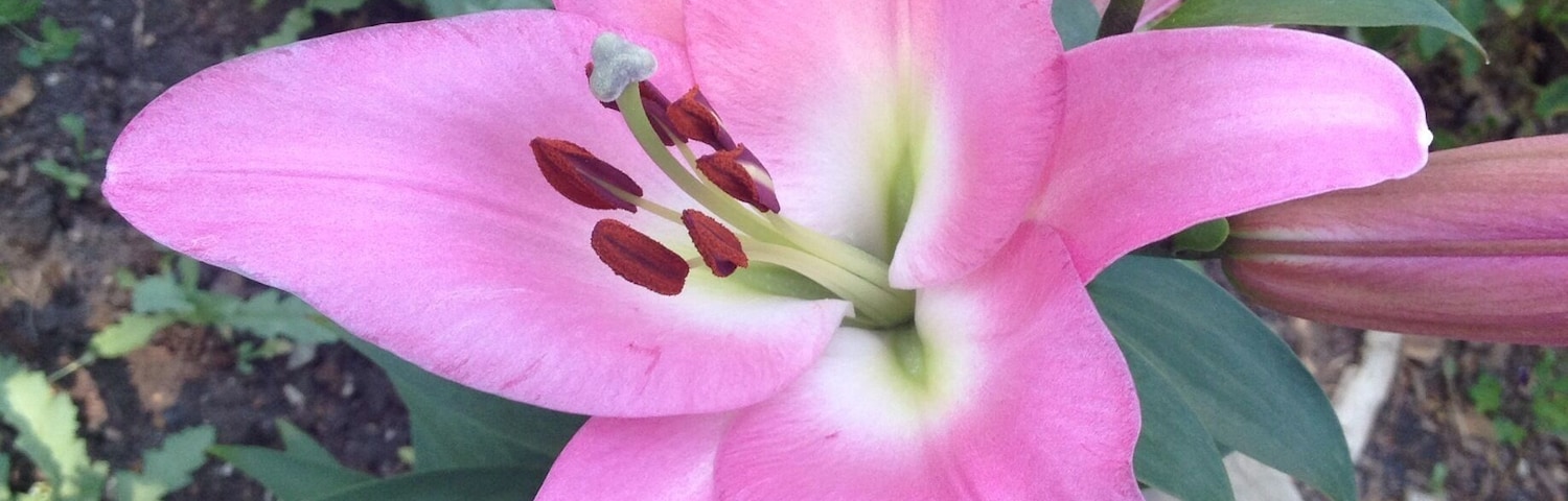 Lilies in the yard