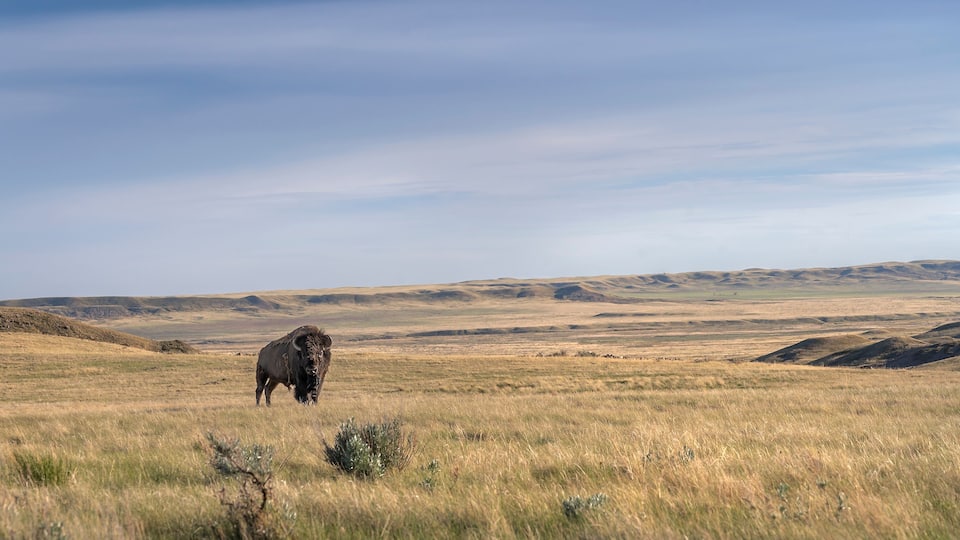 Single male plains bison on the prairie in Grasslands National Park, Saskatchewan, Canada