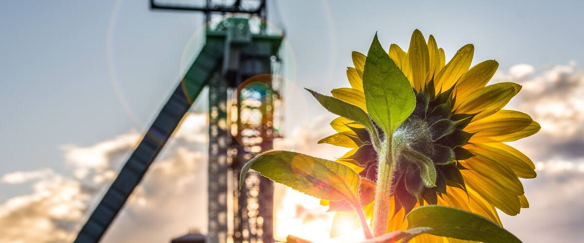 A sunflower with a large industrial structure in the background.
