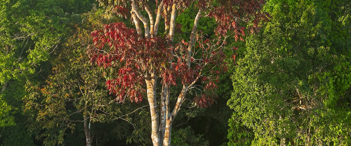Distinctive Red Leaved Tree in the Rain Forest Canopy