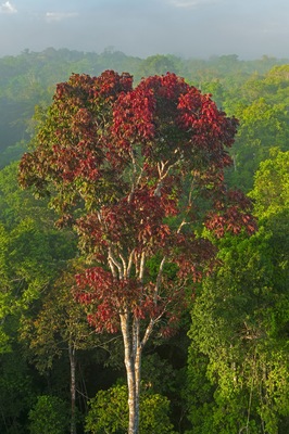Distinctive Red Leaved Tree in the Rain Forest Canopy