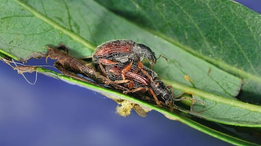mating couple of weevils(Phyllobius oblongus).