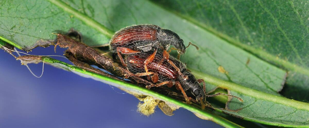 A close-up of a beetle on a green leaf.