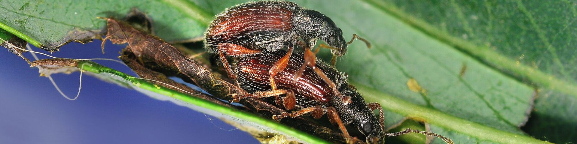 A close-up of a beetle on a green leaf.