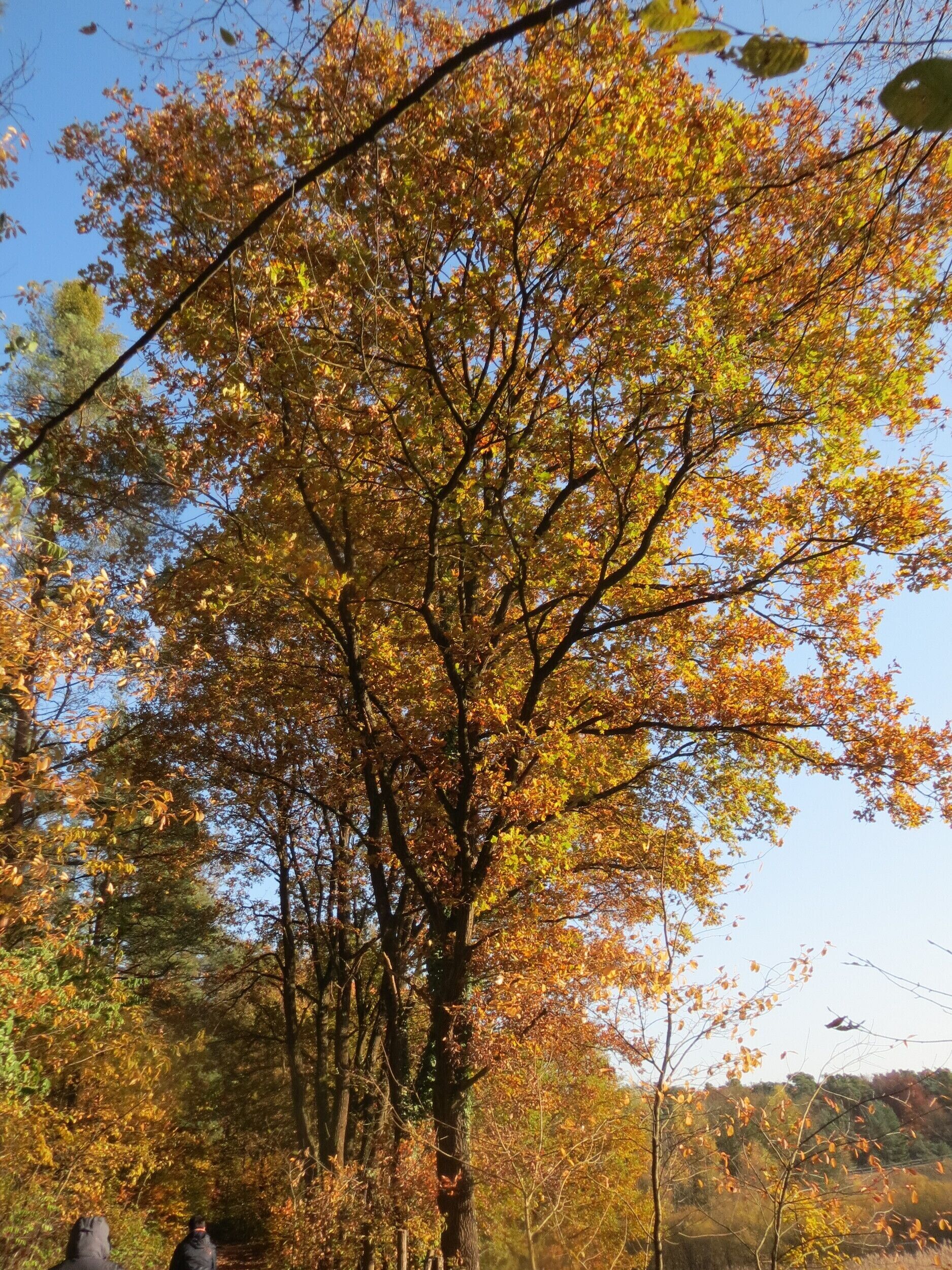Stieleiche (Quercus robur) im Naturschutzgebiet Zugmantel-Bandholz