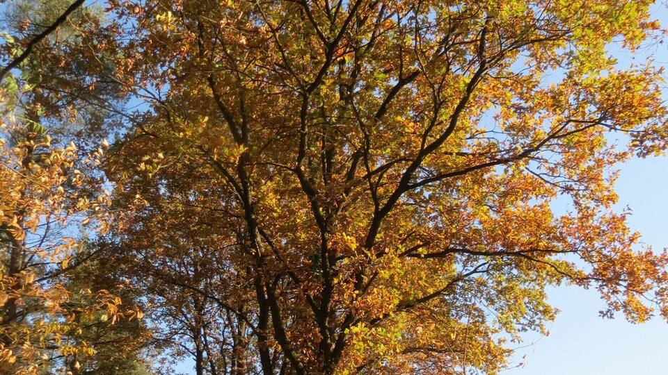 A large tree with autumn leaves in a forest.