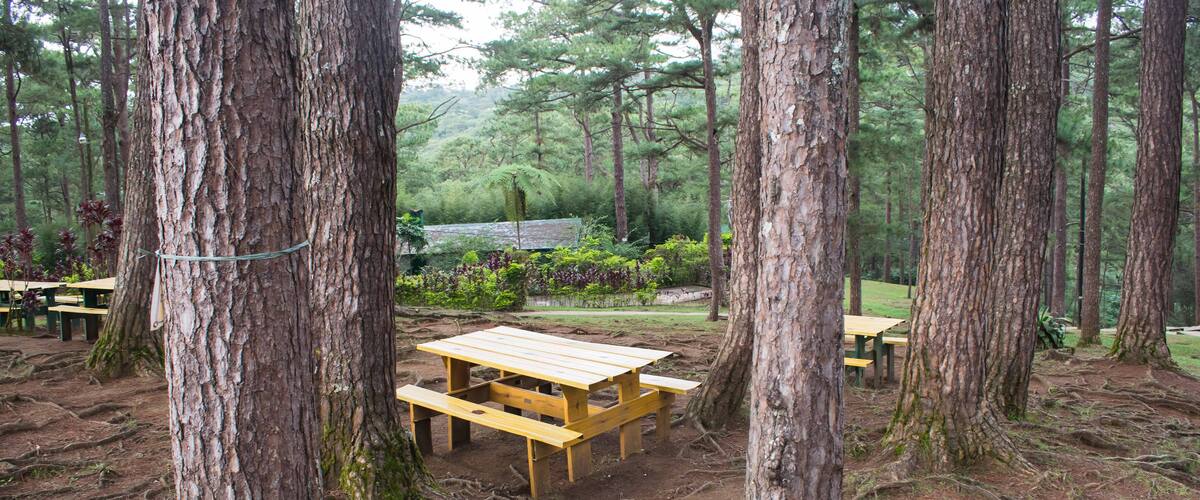 A forest with tall trees and picnic tables.