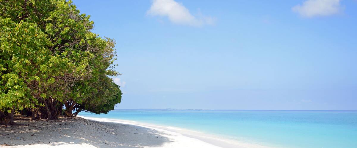 A beach with white sand and clear turquoise water. There is a large tree on the left side of the image.